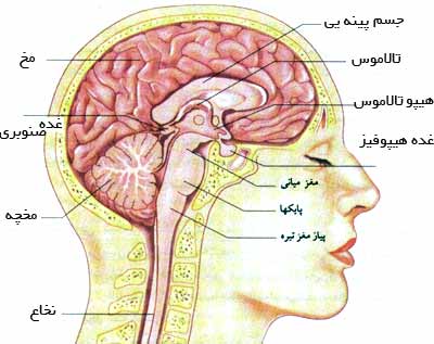 مغز