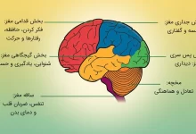 brain function