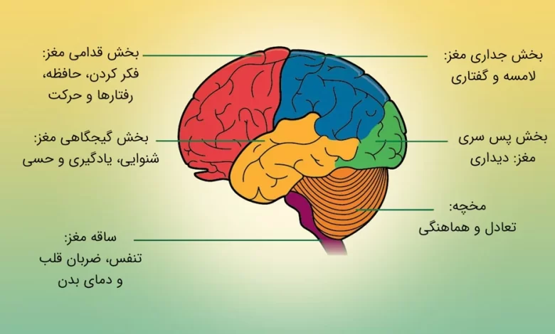 brain function