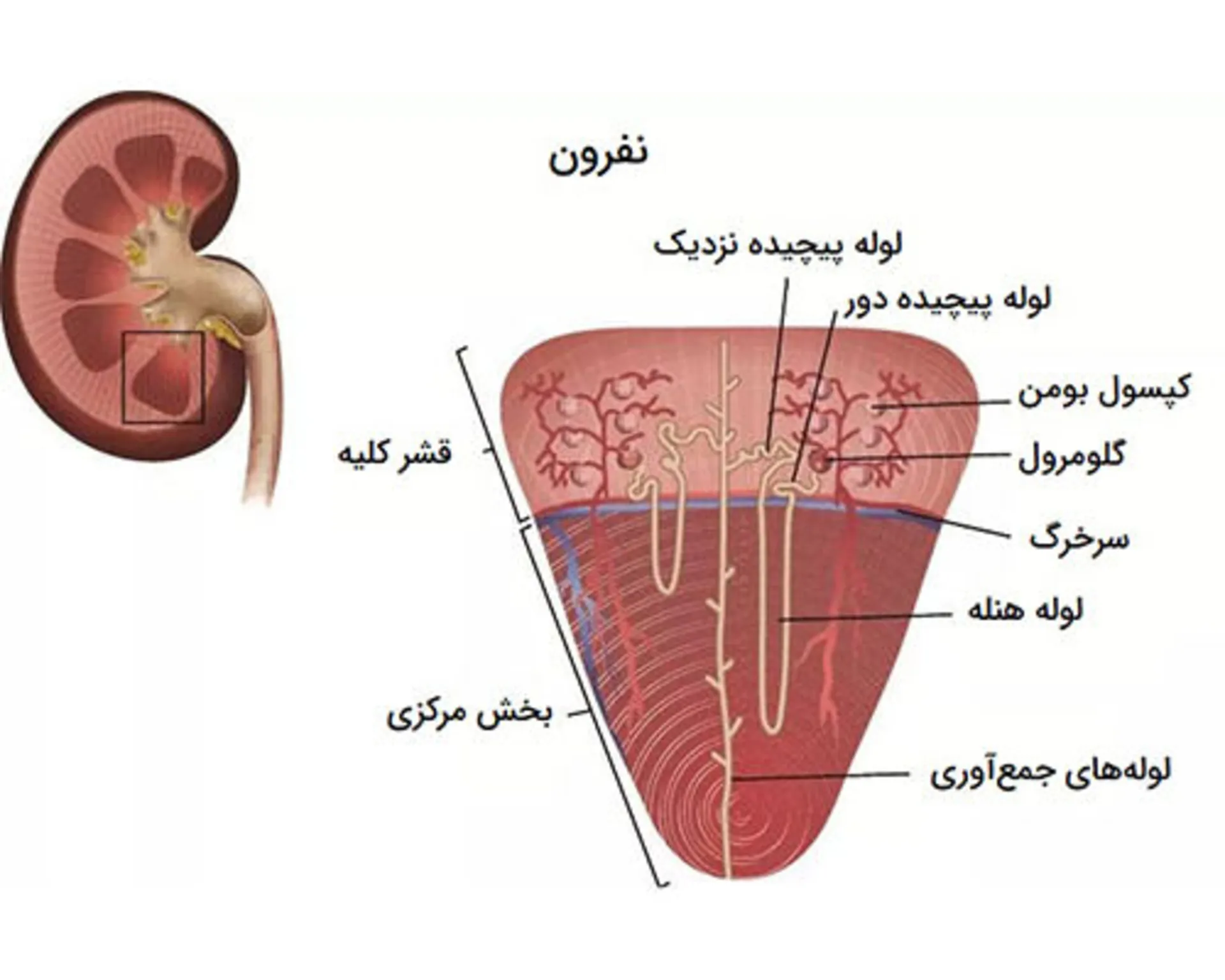 کلیه‌ها