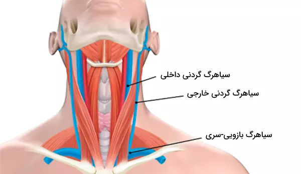 سیاهرگ‌ 