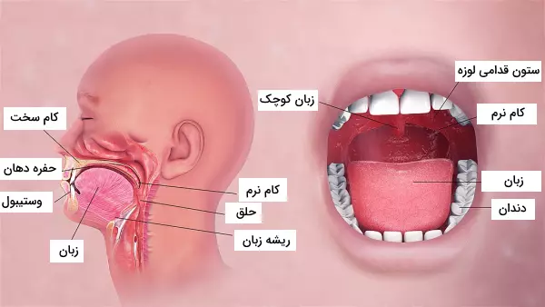 هضم غذا