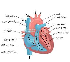 سیاهرگ‌