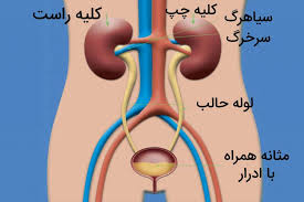 کلیه‌ها