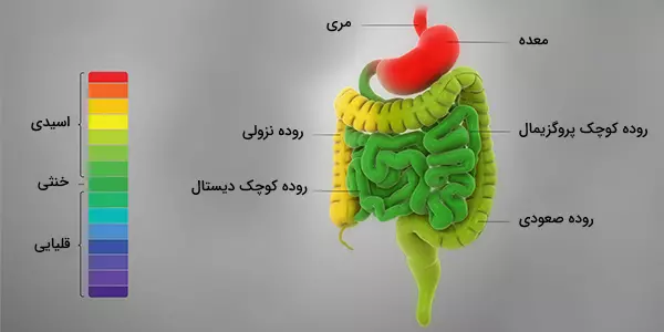 هضم غذا