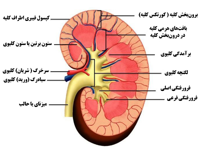 کلیه‌ها