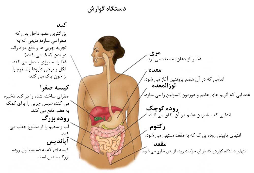 هضم غذا