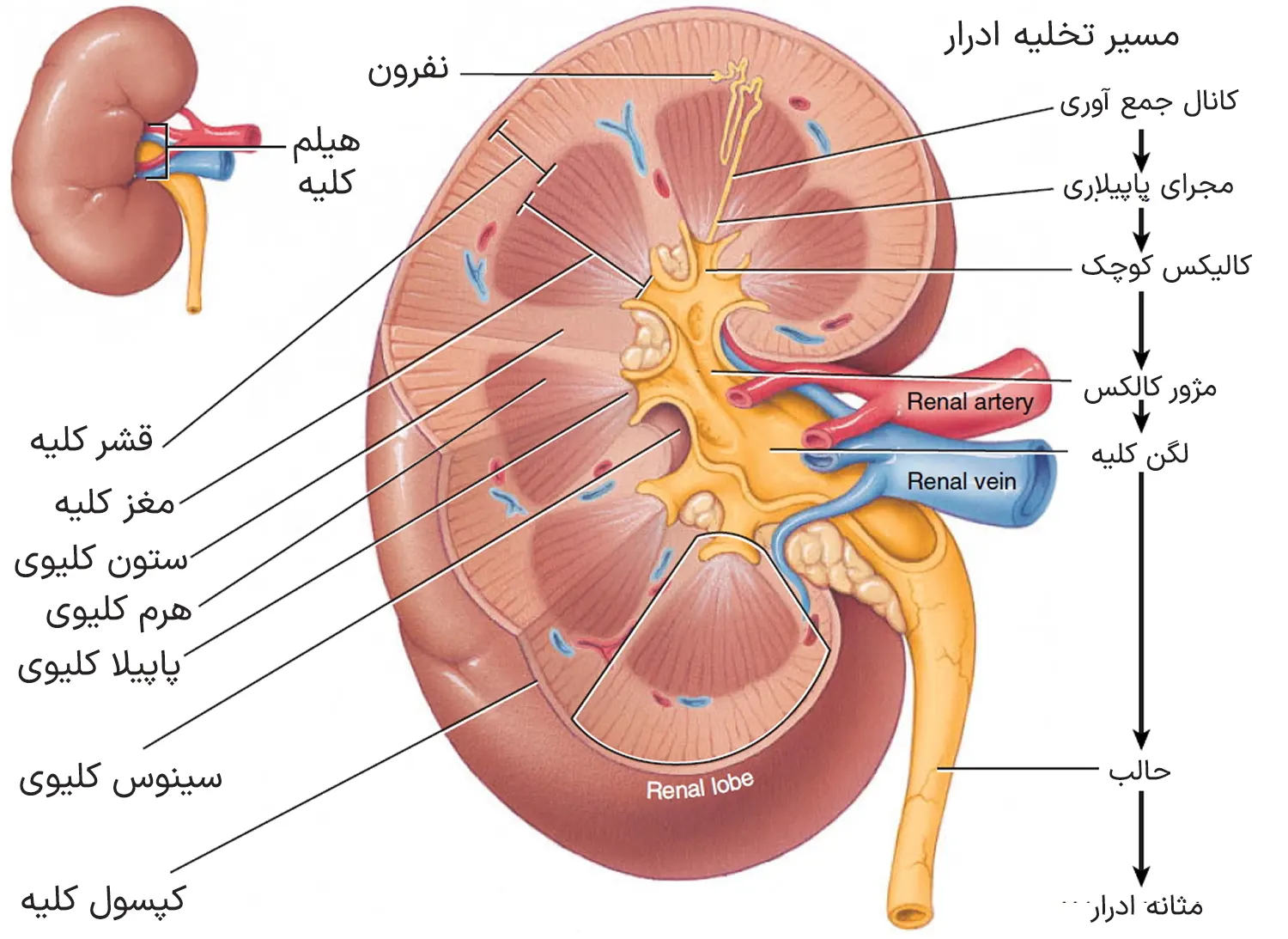 کلیه‌ها