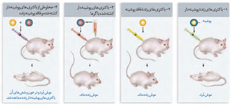 ژنتیک