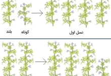 ژنتیک