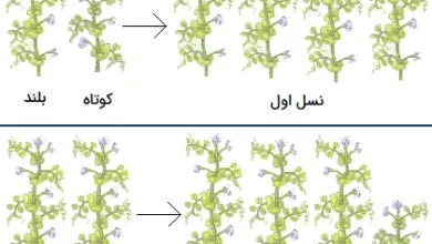 ژنتیک