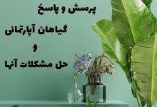 گلهای آپارتمانی
