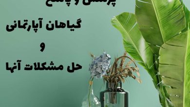 گلهای آپارتمانی