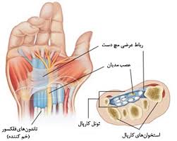 آناتومی مچ دست