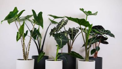 گل بابا آدم