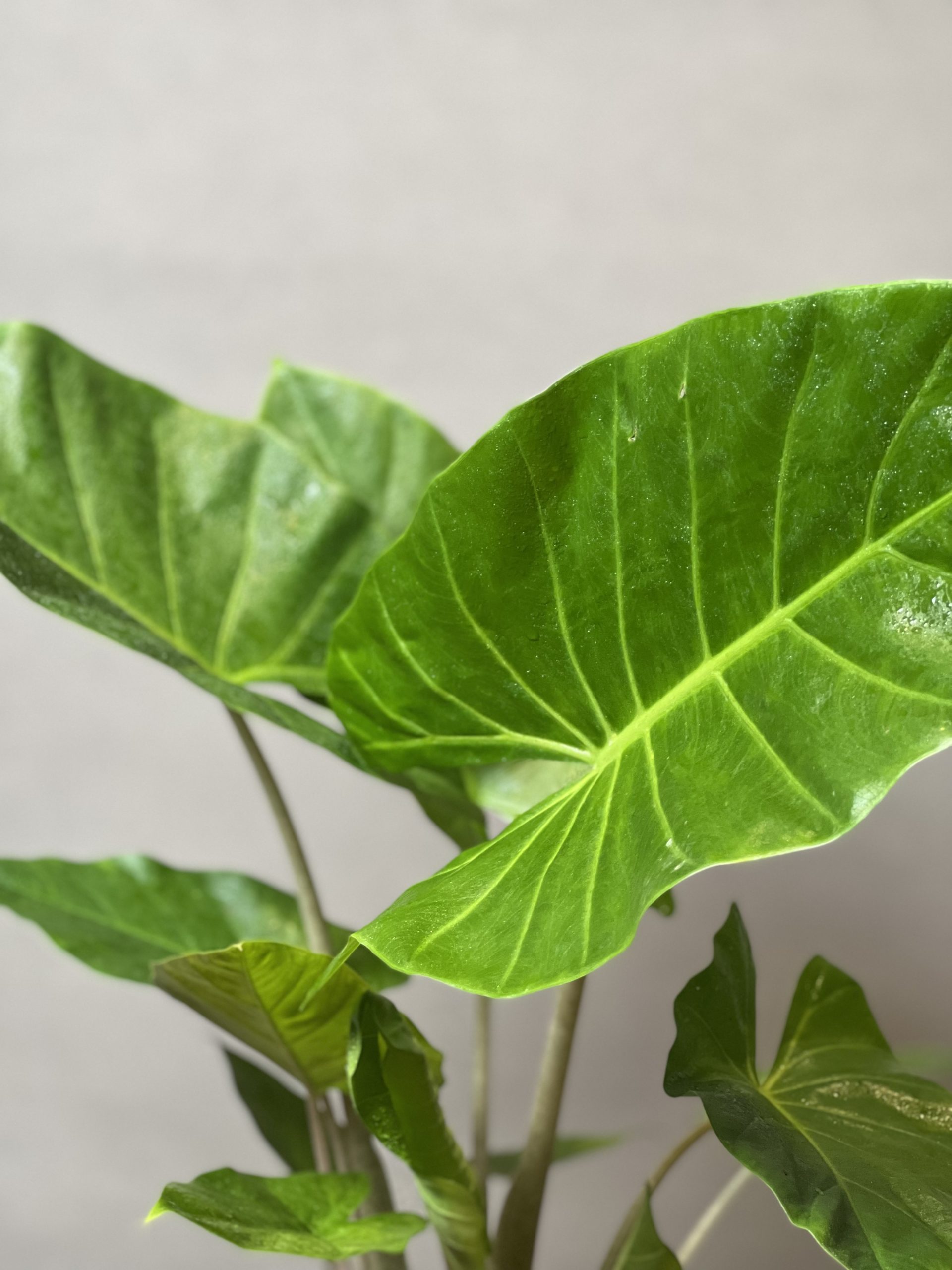 گل بابا آدم